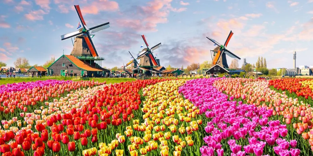 Tulips and Windmills