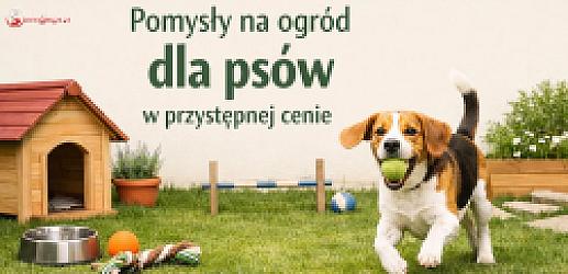 Stylowe pomysły na ogród dla psów w przystępnej cenie
