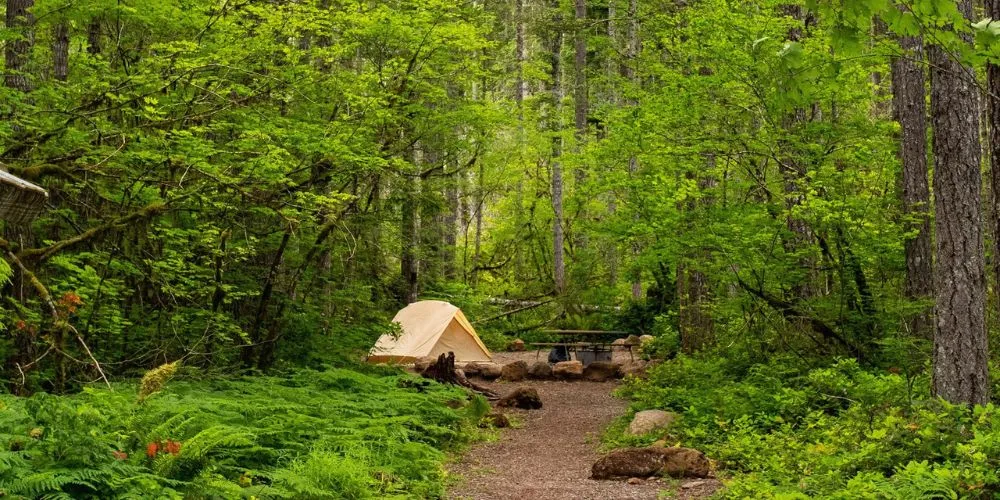 Go For Forest Camping