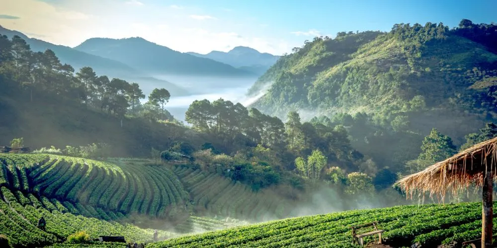 Chiang Mai